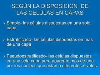 SEGÚN LA DISPOSICION DE
LAS CELULAS EN CAPAS
➢ Simple- las células dispuestas en una solo
capa
➢ Estratificado- las células dispuestas en mas
de una capa
➢ Pseudoestratificado- las células dispuestas
en una sola capa pero aparente mas de una
por los núcleos que están a diferentes niveles
 