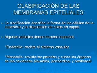 CLASIFICACIÓN DE LAS
MEMBRANAS EPITELIALES
➢ La clasificación describe la forma de las células de la
superficie y la disposición de estas en capas
➢ Algunos epitelios tienen nombre especial:
*Endotelio- reviste el sistema vascular
*Mesotelio- reviste las paredes y cubre los órganos
de las cavidades pleurales, pericárdica, y peritoneal
 