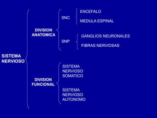 SISTEMA
NERVIOSO
DIVISION
ANATOMICA
DIVISION
FUNCIONAL
SNC
SNP
SISTEMA
NERVIOSO
SOMATICO
SISTEMA
NERVIOSO
AUTONOMO
ENCEFALO
MEDULA ESPINAL
GANGLIOS NEURONALES
FIBRAS NERVIOSAS
 