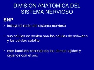 DIVISION ANATOMICA DEL
SISTEMA NERVIOSO
SNP
• incluye el resto del sistema nervioso
• sus celulas de sosten son las celulas de schwann
y las celulas satelite
• este funciona conectando los demas tejidos y
organos con el snc
 