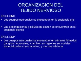 ORGANIZACIÓN DEL
TEJIDO NERVIOSO
EN EL SNC
• Los cuerpos neuronales se encuentran en la sustancia gris
• Las prolongaciones y células de sostén se encuentran en la
sustancia blanca
EN EL SNP
• Los cuerpos neuronales se encuentran en cúmulos llamados
ganglios neuronales, y también en regiones sensoriales
especializadas como la retina, y mucosa olfatoria
 