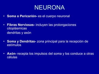 NEURONA
• Soma o Pericarión- es el cuerpo neuronal
• Fibras Nerviosas- incluyen las prolongaciones
citoplásmicas
dendritas y axón
• Soma y Dendritas- zona principal para la recepción de
estímulos
• Axón- recepta los impulsos del soma y los conduce a otras
células
 