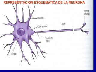 REPRESENTACION ESQUEMATICA DE LA NEURONA
 