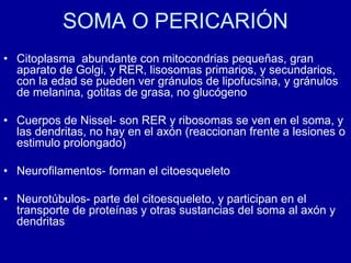 SOMA O PERICARIÓN
• Citoplasma abundante con mitocondrias pequeñas, gran
aparato de Golgi, y RER, lisosomas primarios, y secundarios,
con la edad se pueden ver gránulos de lipofucsina, y gránulos
de melanina, gotitas de grasa, no glucógeno
• Cuerpos de Nissel- son RER y ribosomas se ven en el soma, y
las dendritas, no hay en el axón (reaccionan frente a lesiones o
estimulo prolongado)
• Neurofilamentos- forman el citoesqueleto
• Neurotúbulos- parte del citoesqueleto, y participan en el
transporte de proteínas y otras sustancias del soma al axón y
dendritas
 
