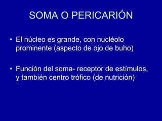SOMA O PERICARIÓN
• El núcleo es grande, con nucléolo
prominente (aspecto de ojo de buho)
• Función del soma- receptor de estímulos,
y también centro trófico (de nutrición)
 