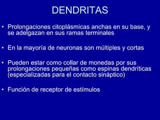 DENDRITAS
• Prolongaciones citoplásmicas anchas en su base, y
se adelgazan en sus ramas terminales
• En la mayoría de neuronas son múltiples y cortas
• Pueden estar como collar de monedas por sus
prolongaciones pequeñas como espinas dendríticas
(especializadas para el contacto sináptico)
• Función de receptor de estímulos
 