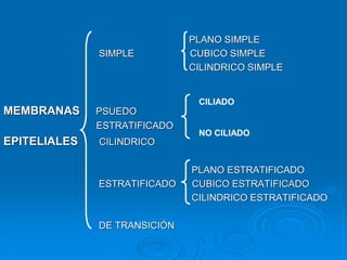 PLANO SIMPLE
SIMPLE CUBICO SIMPLE
CILINDRICO SIMPLE
MEMBRANAS PSUEDO
ESTRATIFICADO
EPITELIALES CILINDRICO
PLANO ESTRATIFICADO
ESTRATIFICADO CUBICO ESTRATIFICADO
CILINDRICO ESTRATIFICADO
DE TRANSICIÓN
CILIADO
NO CILIADO
 