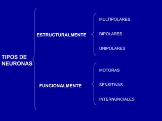 TIPOS DE
NEURONAS
ESTRUCTURALMENTE
FUNCIONALMENTE
MULTIPOLARES
BIPOLARES
UNIPOLARES
MOTORAS
SENSITIVAS
INTERNUNCIALES
 