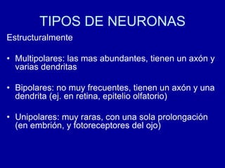 TIPOS DE NEURONAS
Estructuralmente
• Multipolares: las mas abundantes, tienen un axón y
varias dendritas
• Bipolares: no muy frecuentes, tienen un axón y una
dendrita (ej. en retina, epitelio olfatorio)
• Unipolares: muy raras, con una sola prolongación
(en embrión, y fotoreceptores del ojo)
 