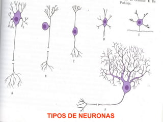 TIPOS DE NEURONAS
 