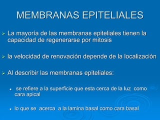 MEMBRANAS EPITELIALES
➢ La mayoría de las membranas epiteliales tienen la
capacidad de regenerarse por mitosis
➢ la velocidad de renovación depende de la localización
➢ Al describir las membranas epiteliales:
⚫ se refiere a la superficie que esta cerca de la luz como
cara apical
⚫ lo que se acerca a la lamina basal como cara basal
 