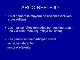ARCO REFLEJO
• En el hombre la mayoría de acciones incluyen
arcos reflejos
• Los mas sencillos formados por dos neuronas –
una vía bineuronal (ej. reflejo rotuliano)
• Las neuronas que participan son la
sensitiva- aferente
motora- eferente
 