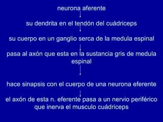 neurona aferente
su dendrita en el tendón del cuádriceps
su cuerpo en un ganglio serca de la medula espinal
pasa al axón que esta en la sustancia gris de medula
espinal
hace sinapsis con el cuerpo de una neurona eferente
el axón de esta n. eferente pasa a un nervio periférico
que inerva el musculo cuádriceps
 