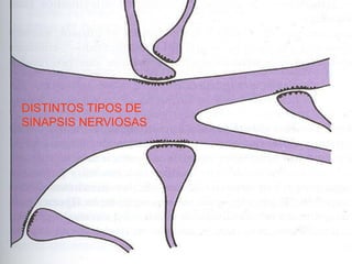 DISTINTOS TIPOS DE
SINAPSIS NERVIOSAS
 