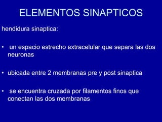 ELEMENTOS SINAPTICOS
hendidura sinaptica:
• un espacio estrecho extracelular que separa las dos
neuronas
• ubicada entre 2 membranas pre y post sinaptica
• se encuentra cruzada por filamentos finos que
conectan las dos membranas
 