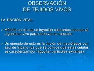 OBSERVACIÓN
DE TEJIDOS VIVOS
LA TINCIÓN VITAL:
➢ Método en el cual se inyectan colorantes inocuos al
organismo vivo para observar su reacción
➢ Un ejemplo de esto es la tinción de macrófagos con
azul de tripano (ya que se conoce que estas células
se caracterizan por fagocitar partículas extrañas)
 