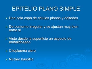 EPITELIO PLANO SIMPLE
➢ Una sola capa de células planas y deltadas
➢ De contorno irregular y se ajustan muy bien
entre si
➢ Visto desde la superficie un aspecto de
embaldosado
➢ Citoplasma claro
➢ Núcleo basófilo
 