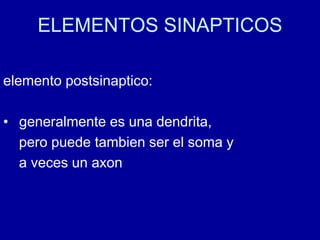 ELEMENTOS SINAPTICOS
elemento postsinaptico:
• generalmente es una dendrita,
pero puede tambien ser el soma y
a veces un axon
 