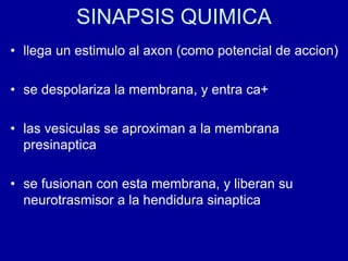 SINAPSIS QUIMICA
• llega un estimulo al axon (como potencial de accion)
• se despolariza la membrana, y entra ca+
• las vesiculas se aproximan a la membrana
presinaptica
• se fusionan con esta membrana, y liberan su
neurotrasmisor a la hendidura sinaptica
 