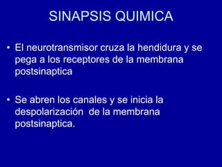SINAPSIS QUIMICA
• El neurotransmisor cruza la hendidura y se
pega a los receptores de la membrana
postsinaptica
• Se abren los canales y se inicia la
despolarización de la membrana
postsinaptica.
 