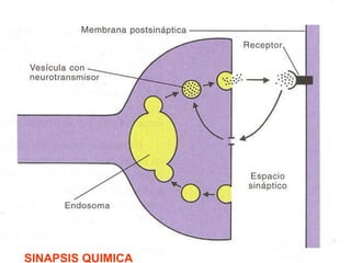 SINAPSIS QUIMICA
 