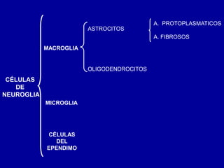 CÉLULAS
DE
NEUROGLIA
MACROGLIA
CÉLULAS
DEL
EPENDIMO
ASTROCITOS
OLIGODENDROCITOS
A. PROTOPLASMATICOS
A. FIBROSOS
MICROGLIA
 