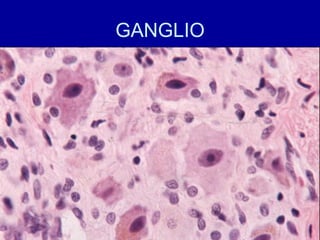 GANGLIO
 