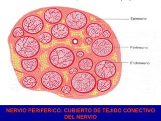 NERVIO PERIFERICO. CUBIERTO DE TEJIDO CONECTIVO
DEL NERVIO
 