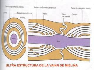 ULTRA ESTRUCTURA DE LA VAINA DE MIELINA
 