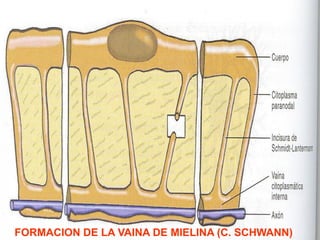 FORMACION DE LA VAINA DE MIELINA (C. SCHWANN)
 