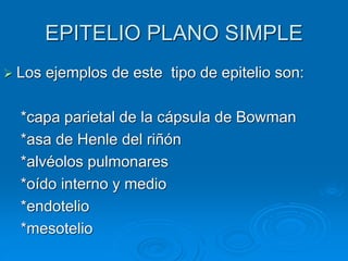 EPITELIO PLANO SIMPLE
➢ Los ejemplos de este tipo de epitelio son:
*capa parietal de la cápsula de Bowman
*asa de Henle del riñón
*alvéolos pulmonares
*oído interno y medio
*endotelio
*mesotelio
 