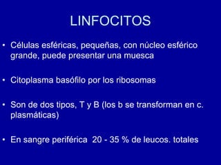 LINFOCITOS
• Células esféricas, pequeñas, con núcleo esférico
grande, puede presentar una muesca
• Citoplasma basófilo por los ribosomas
• Son de dos tipos, T y B (los b se transforman en c.
plasmáticas)
• En sangre periférica 20 - 35 % de leucos. totales
 