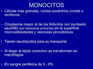 MONOCITOS
• Células mas grandes, núcleo excéntrico ovoide o
reniforme
• Citoplasma mayor al de los linfocitos con punteado
asurófilo (por lisosomas primarios) en la superficie
microvellosidades y vesículas pinocitoticas
• Tienen seudópodos para su transporte
• Al llegar al tejido conectivo se transforman en
macrófagos
• En sangre periférica de 3 - 8%
 
