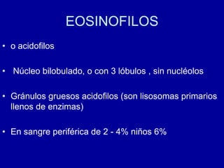 EOSINOFILOS
• o acidofilos
• Núcleo bilobulado, o con 3 lóbulos , sin nucléolos
• Gránulos gruesos acidofilos (son lisosomas primarios
llenos de enzimas)
• En sangre periférica de 2 - 4% niños 6%
 