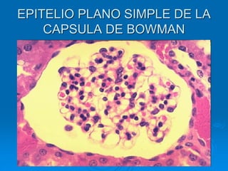 EPITELIO PLANO SIMPLE DE LA
CAPSULA DE BOWMAN
 