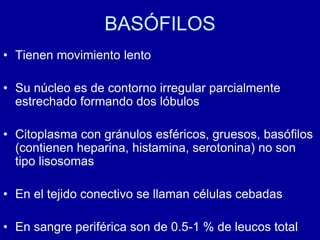 BASÓFILOS
• Tienen movimiento lento
• Su núcleo es de contorno irregular parcialmente
estrechado formando dos lóbulos
• Citoplasma con gránulos esféricos, gruesos, basófilos
(contienen heparina, histamina, serotonina) no son
tipo lisosomas
• En el tejido conectivo se llaman células cebadas
• En sangre periférica son de 0.5-1 % de leucos total
 