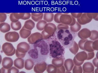 MONOCITO, BASOFILO,
NEUTROFILO
 