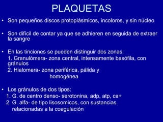 PLAQUETAS
• Son pequeños discos protoplásmicos, incoloros, y sin núcleo
• Son difícil de contar ya que se adhieren en seguida de extraer
la sangre
• En las tinciones se pueden distinguir dos zonas:
1. Granulómera- zona central, intensamente basófila, con
gránulos
2. Hialomera- zona periférica, pálida y
homogénea
• Los gránulos de dos tipos:
1. G. de centro denso- serotonina, adp, atp, ca+
2. G. alfa- de tipo lisosomicos, con sustancias
relacionadas a la coagulación
 