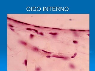 OIDO INTERNO
 