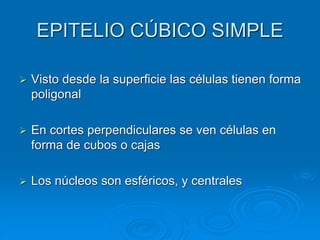 EPITELIO CÚBICO SIMPLE
➢ Visto desde la superficie las células tienen forma
poligonal
➢ En cortes perpendiculares se ven células en
forma de cubos o cajas
➢ Los núcleos son esféricos, y centrales
 