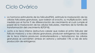 Ciclo Ovárico
 La hormona estimulante de los folículos(FSH), estimula la maduración de las
células foliculares granulosas, que rodean al ovocito, su multiplicación, está
medida por el factor 9 de diferenciación de crecimiento el cual cumple el
papel de la maduración de las células foliculares, miembro de la familia de
transformación del crecimiento B(TGF-B).
 Junto a la teca interna (estructura celular que rodea al antro folicular del
folículo maduro) y a las células granulosas, producen estrógenos: las células
de la teca interna producen androstenediona y testosterona: las células
granulosas se convierten ambas en estrona y estradiol 17B; a raíz de esta
producción de estrógenos:
 