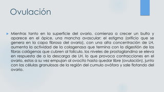Ovulación
 Mientras tanto en la superficie del ovario, comienza a crecer un bulto y
aparece en el ápice, una mancha avascular: el estigma (orificio que se
genera en la capa fibrosa del ovario), con una alta concentración de LH,
aumenta la actividad de la colagenasa que termina con la digestión de las
fibras colágenas que cubren al folículo, los niveles de prostaglandina se eleva
en respuesta de a la descarga de LH, lo que provoca contracciones en el
ovario, estos a su vez empujan al ovocito hasta quedar libre (ovulación), junto
con las células granulosas de la región del cumulo ovóforo y sale flotando del
ovario.
 