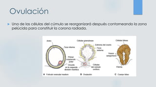 Ovulación
 Una de las células del cúmulo se reorganizará después contorneando la zona
pelúcida para constituir la corona radiada.
 
