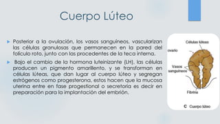 Cuerpo Lúteo
 Posterior a la ovulación, los vasos sanguíneos, vascularizan
las células granulosas que permanecen en la pared del
folículo roto, junto con las procedentes de la teca interna.
 Bajo el cambio de la hormona luteinizante (LH), las células
producen un pigmento amarillento, y se transforman en
células lúteas, que dan lugar al cuerpo lúteo y segregan
estrógenos como progesterona, estos hacen que la mucosa
uterina entre en fase progestional o secretoria es decir en
preparación para la implantación del embrión.
 