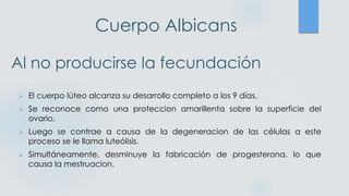 Cuerpo Albicans
Al no producirse la fecundación
➢ El cuerpo lúteo alcanza su desarrollo completo a los 9 días.
➢ Se reconoce como una proteccion amarillenta sobre la superficie del
ovario.
➢ Luego se contrae a causa de la degeneracion de las células a este
proceso se le llama luteólisis.
➢ Simultáneamente, desminuye la fabricación de progesterona, lo que
causa la mestruacion.
 