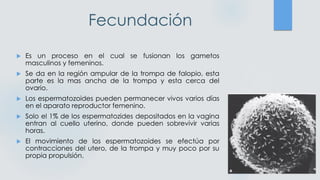 Fecundación
 Es un proceso en el cual se fusionan los gametos
masculinos y femeninos.
 Se da en la región ampular de la trompa de falopio, esta
parte es la mas ancha de la trompa y esta cerca del
ovario.
 Los espermatozoides pueden permanecer vivos varios días
en el aparato reproductor femenino.
 Solo el 1% de los espermatozides depositados en la vagina
entran al cuello uterino, donde pueden sobrevivir varias
horas.
 El movimiento de los espermatozoides se efectúa por
contracciones del utero, de la trompa y muy poco por su
propia propulsión.
 