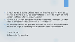  El viaje desde el cuello uterino hasta el oviducto puede durar de 30
minutos o hasta 6 días, los espermatozoides cuando llegan al itsmo
pierden motilidad y terminan su migración.
 Durante la ovulación los espermatozoides recobran su motilidad y nadan
hacia la ampolla donde suele ocurrir la fecundación.
 Los espermatozoides no pueden fecundar al ovocito inmediatamente
después de llegar al aparato genital femenino donde experimenta:
1. Captación.
2. Reacción Acrosómica.
 