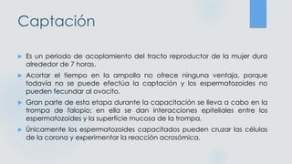 Captación
 Es un periodo de acoplamiento del tracto reproductor de la mujer dura
alrededor de 7 horas.
 Acortar el tiempo en la ampolla no ofrece ninguna ventaja, porque
todavía no se puede efectúa la captación y los espermatozoides no
pueden fecundar al ovocito.
 Gran parte de esta etapa durante la capacitación se lleva a cabo en la
trompa de falopio; en ella se dan interacciones epiteliales entre los
espermatozoides y la superficie mucosa de la trompa.
 Únicamente los espermatozoides capacitados pueden cruzar las células
de la corona y experimentar la reacción acrosómica.
 