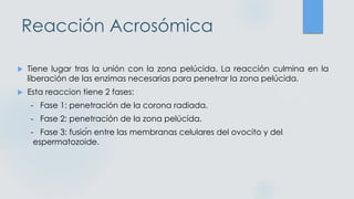 Reacción Acrosómica
 Tiene lugar tras la unión con la zona pelúcida. La reacción culmina en la
liberación de las enzimas necesarias para penetrar la zona pelúcida.
 Esta reaccion tiene 2 fases:
- Fase 1: penetración de la corona radiada.
- Fase 2: penetración de la zona pelúcida.
- Fase 3: fusión entre las membranas celulares del ovocito y del
espermatozoide.
 