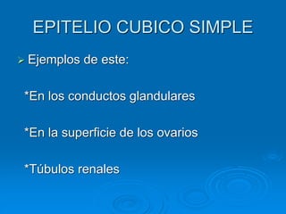 EPITELIO CUBICO SIMPLE
➢ Ejemplos de este:
*En los conductos glandulares
*En la superficie de los ovarios
*Túbulos renales
 